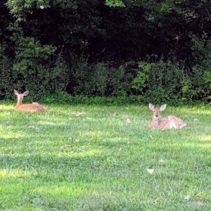 Two fawns lying in grass