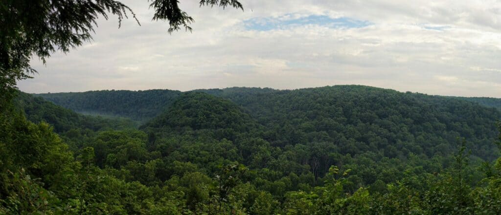 Photo overlooking a forest
