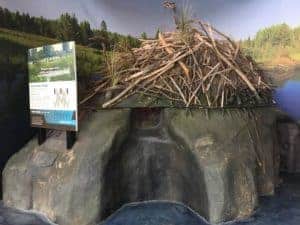 Fake beaver den
